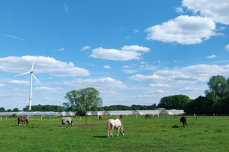 Unsere Weide am Repeler Hof in Bottrop