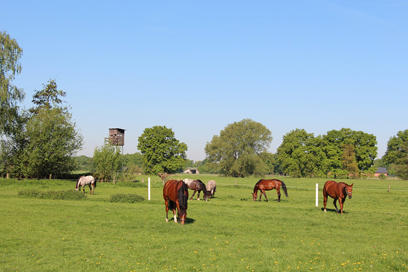 Unsere Weide am Repeler Hof in Bottrop